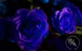 Roses-Blue & Violet