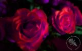 Roses-Red & Violet